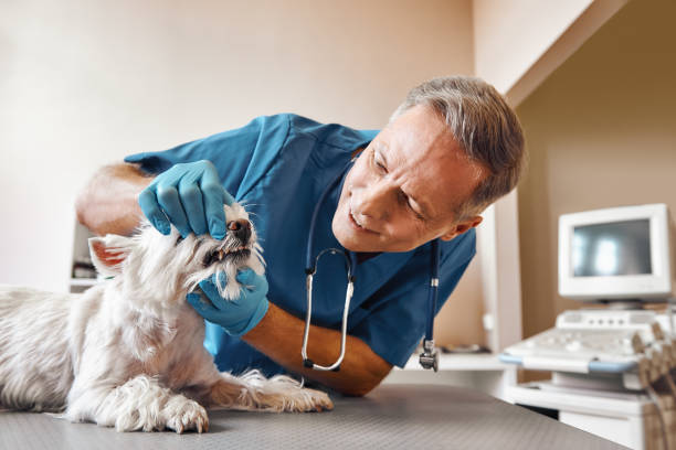 Best Emergency Dental Surgery in West Middlesex, PA